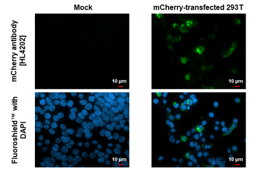 Anti-mCherry antibody [HL4202] used in Immunocytochemistry/ Immunofluorescence (ICC/IF). GTX643025