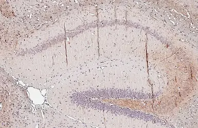 Anti-BDNF antibody [HL4205] used in IHC (Paraffin sections) (IHC-P). GTX643028