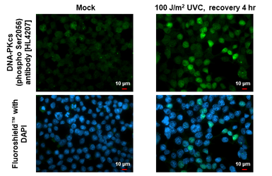 Anti-DNA-PKcs (phospho Ser2056) antibody [HL4207] used in Immunocytochemistry/ Immunofluorescence (ICC/IF). GTX643030