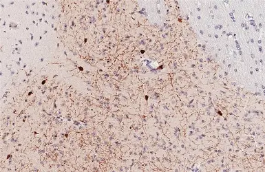 Anti-Somatostatin antibody [GT183] used in IHC (Paraffin sections) (IHC-P). GTX643046