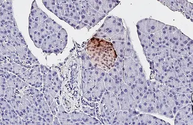 Anti-Somatostatin antibody [GT183] used in IHC (Paraffin sections) (IHC-P). GTX643046