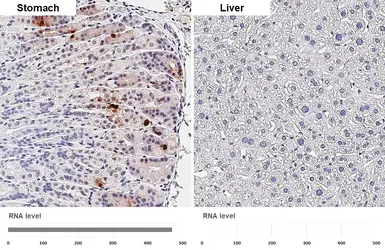 Anti-Somatostatin antibody [GT183] used in IHC (Paraffin sections) (IHC-P). GTX643046