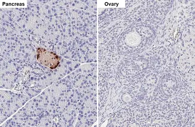 Anti-Somatostatin antibody [GT183] used in IHC (Paraffin sections) (IHC-P). GTX643046