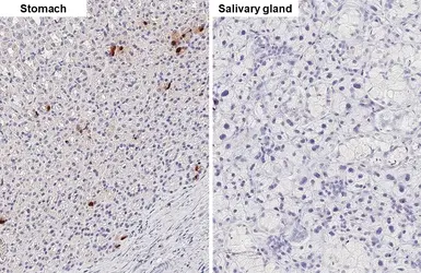 Anti-Somatostatin antibody [GT183] used in IHC (Paraffin sections) (IHC-P). GTX643046