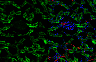 Anti-SLC25A1 antibody [HL4227] used in IHC (Frozen sections) (IHC-Fr). GTX643060