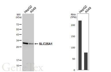 Anti-SLC25A1 antibody [HL4228] used in Western Blot (WB). GTX643061