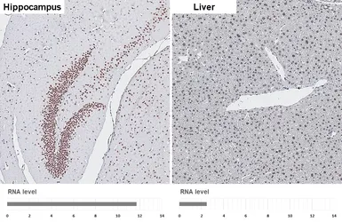 Anti-LSD1 antibody [HL4238] used in IHC (Paraffin sections) (IHC-P). GTX643071