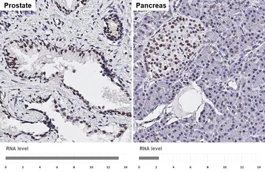 Anti-LSD1 antibody [HL4238] used in IHC (Paraffin sections) (IHC-P). GTX643071