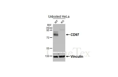 Anti-CD97 antibody [HL4246] used in Western Blot (WB). GTX643079