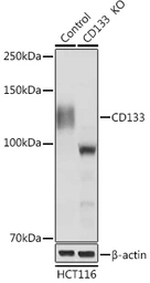 Anti-CD133 antibody used in Western Blot (WB). GTX64328