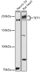 Anti-TET1 antibody used in Western Blot (WB). GTX64332