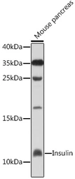 Anti-Insulin antibody used in Western Blot (WB). GTX64334