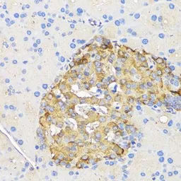 Anti-Insulin antibody used in IHC (Paraffin sections) (IHC-P). GTX64334