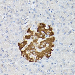 Anti-Insulin antibody used in IHC (Paraffin sections) (IHC-P). GTX64334