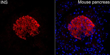 Anti-Insulin antibody used in IHC (Paraffin sections) (IHC-P). GTX64334
