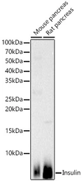 Anti-Insulin antibody used in Western Blot (WB). GTX64334