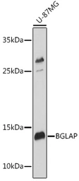Anti-Osteocalcin antibody used in Western Blot (WB). GTX64348