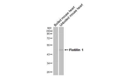 Anti-Flotillin 1 antibody [HL4250] used in Western Blot (WB). GTX643486