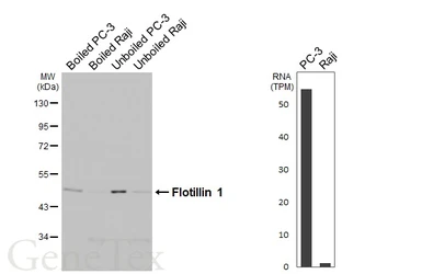 Anti-Flotillin 1 antibody [HL4250] used in Western Blot (WB). GTX643486