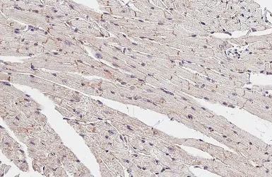 Anti-Flotillin 1 antibody [HL4250] used in IHC (Paraffin sections) (IHC-P). GTX643486