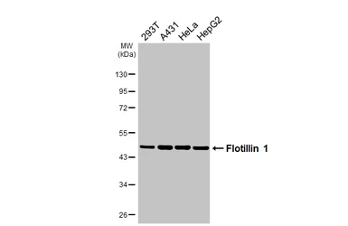 Anti-Flotillin 1 antibody [HL4250] used in Western Blot (WB). GTX643486