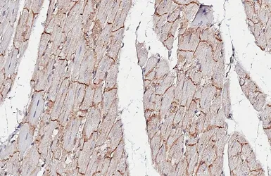 Anti-Flotillin 1 antibody [HL4250] used in IHC (Paraffin sections) (IHC-P). GTX643486