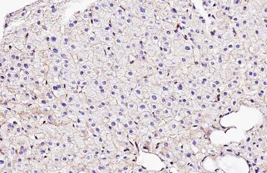 Anti-Flotillin 1 antibody [HL4250] used in IHC (Paraffin sections) (IHC-P). GTX643486