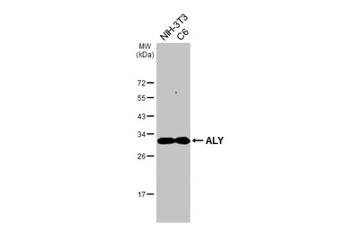 Anti-ALY antibody [HL4253] used in Western Blot (WB). GTX643489