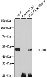 Anti-TSG101 antibody used in Immunoprecipitation (IP). GTX64349