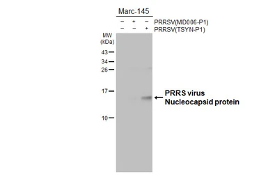 Anti-PRRS virus Nucleocapsid protein antibody [HL4256] used in Western Blot (WB). GTX643492