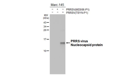 Anti-PRRS virus Nucleocapsid protein antibody [HL4257] used in Western Blot (WB). GTX643493