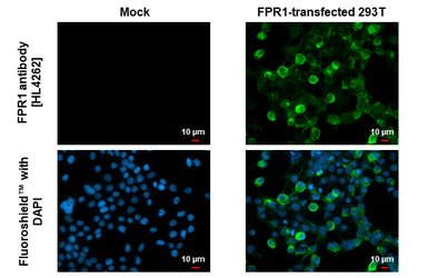 Anti-FPR1 antibody [HL4262] used in Immunocytochemistry/ Immunofluorescence (ICC/IF). GTX643498