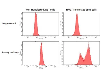 Anti-FPR1 antibody [HL4262] used in Flow cytometry (FCM). GTX643498