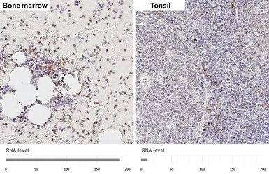 Anti-FPR1 antibody [HL4262] used in IHC (Paraffin sections) (IHC-P). GTX643498