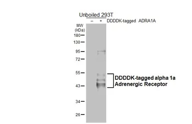 Anti-alpha 1a Adrenergic Receptor antibody [HL4266] used in Western Blot (WB). GTX643502