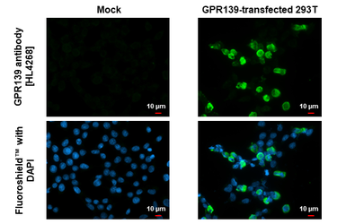 Anti-GPR139 antibody [HL4268] used in Immunocytochemistry/ Immunofluorescence (ICC/IF). GTX643504
