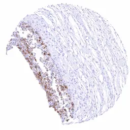 Anti-NPR-C antibody [HMV4274] HistoMAX&trade; used in IHC (Paraffin sections) (IHC-P). GTX643510