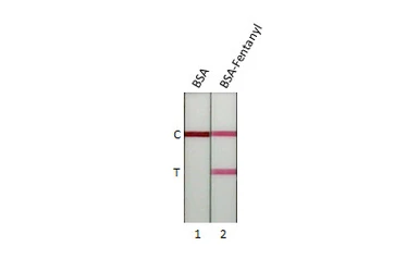 Anti-Fentanyl antibody [GT198] used in Lateral Flow (Lateral Flow). GTX643513