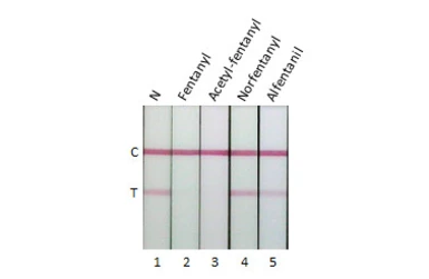 Anti-Fentanyl antibody [GT198] used in Lateral Flow (Lateral Flow). GTX643513