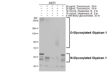 Anti-Glypican 1 antibody [HL4279] used in Western Blot (WB). GTX643519
