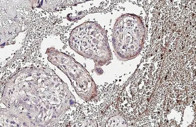 Anti-Glypican 1 antibody [HL4279] used in IHC (Paraffin sections) (IHC-P). GTX643519