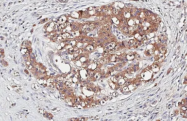 Anti-Glypican 1 antibody [HL4279] used in IHC (Paraffin sections) (IHC-P). GTX643519