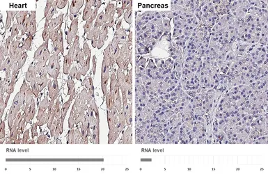 Anti-Glypican 1 antibody [HL4279] used in IHC (Paraffin sections) (IHC-P). GTX643519