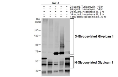 Anti-Glypican 1 antibody [HL4280] used in Western Blot (WB). GTX643520