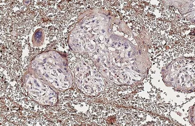 Anti-Glypican 1 antibody [HL4280] used in IHC (Paraffin sections) (IHC-P). GTX643520