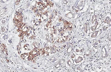 Anti-Glypican 1 antibody [HL4280] used in IHC (Paraffin sections) (IHC-P). GTX643520