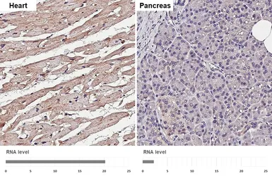 Anti-Glypican 1 antibody [HL4280] used in IHC (Paraffin sections) (IHC-P). GTX643520