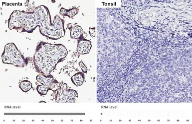 Anti-GDF15 antibody [HL4288] used in IHC (Paraffin sections) (IHC-P). GTX643528