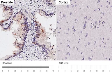 Anti-GDF15 antibody [HL4288] used in IHC (Paraffin sections) (IHC-P). GTX643528