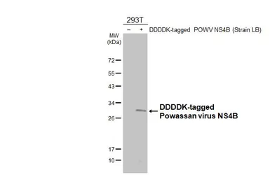 Anti-Powassan virus NS4B antibody [HL4297] used in Western Blot (WB). GTX643537
